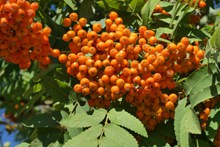 橙色野生浆果精美图片