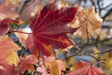 秋季红色树叶图片