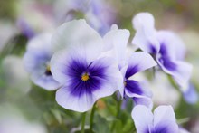 紫色三色堇花朵图片素材