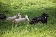 草地绵羊吃草高清图片