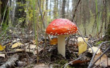 森林野生毒蘑菇高清图片