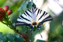 黑白条纹燕尾蝶高清图片