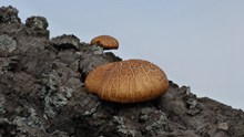 枯树上的蘑菇图片素材