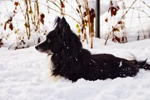 雪地黑色宠物狗图片素材