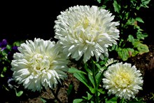白菊花花朵精美图片