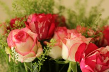 粉红玫瑰花束高清图