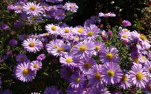 紫色野生菊花高清图片