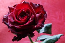 红色玫瑰水滴花朵图片素材