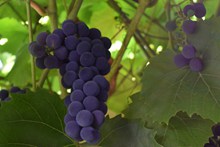 葡萄园紫色葡萄串图片素材