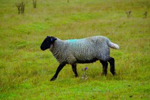 一只苏格兰绵羊图片素材