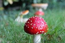 红色毒蘑菇包图片下载