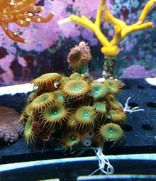 深海水族馆珊瑚高清图片