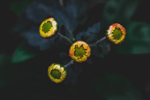 含苞待放的菊花图片