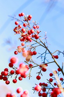 秋天红色浆果高清图片