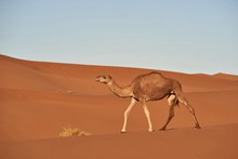 沙漠骆驼高清图片下载