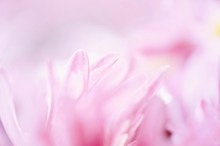 淡雅粉色花瓣背景图片