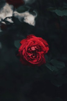 一朵红色玫瑰花高清图片