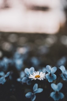 唯美蓝色花朵素材图片