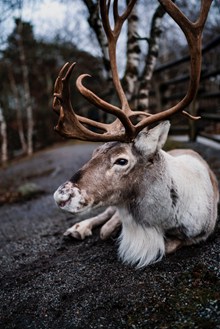 芬兰森林驯鹿图片下载