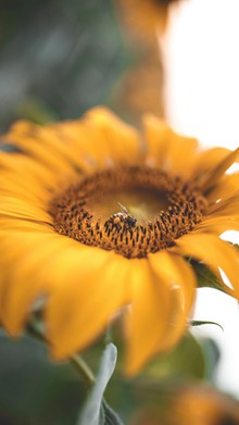 美丽向日葵微距摄影图高清图片