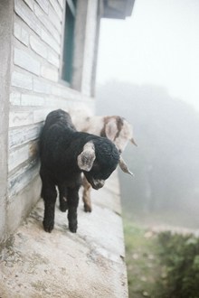 两只可爱小羊羔精美图片