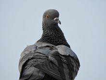 一只灰色鸽子图片下载