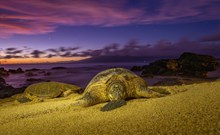 黄昏下沙滩海龟高清图片
