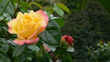 漂亮黄色玫瑰花朵高清图