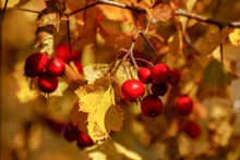 秋季成熟红浆果图片素材