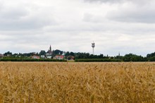 小麦成熟景观高清图片