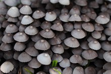 小蘑菇背景高清图片