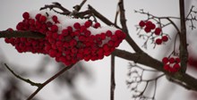 冬天红浆果精美图片