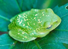 可爱绿色青蛙高清图