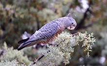 澳大利亚灰色鹦鹉精美图片