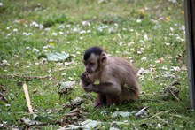 动物园小猴子图片素材