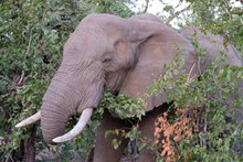南非丛林野生大象图片下载