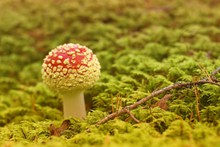 鹅膏菌蘑菇包高清图