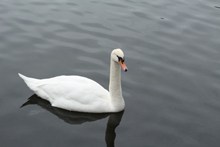 湖面上的大白鹅高清图片