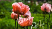 粉红色罂粟花摄影高清图