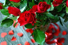 浪漫鲜红玫瑰花图片下载