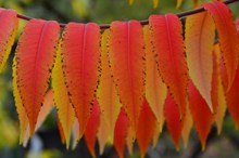 秋天漂亮红叶子图片素材