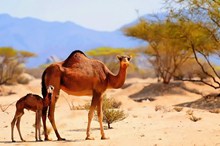 沙漠大小骆驼高清图