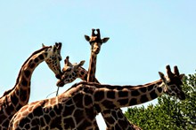 动物园长颈鹿群精美图片