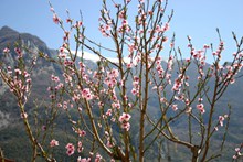 春天开满枝头桃花图片素材