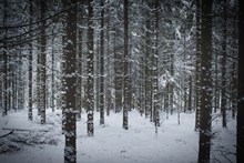 冷冬树林雪景高清图片