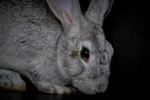 家养灰色兔子高清图片