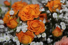 浪漫橙色玫瑰花束图片
