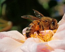 蜜蜂采花蜜近景图片下载
