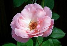 淡粉色玫瑰花朵微距图片素材