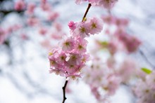 春天粉色樱花唯美图片大全